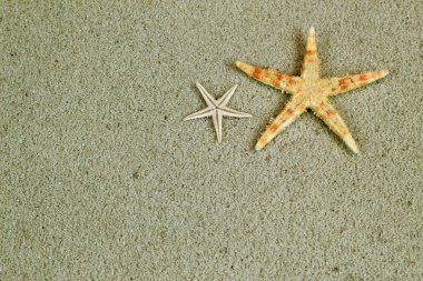 kart kavramı kopya alanı ile kum Beach'te deniz yıldızı