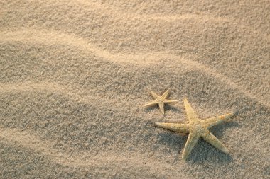Deniz yıldızı bir kum plajı üzerinde