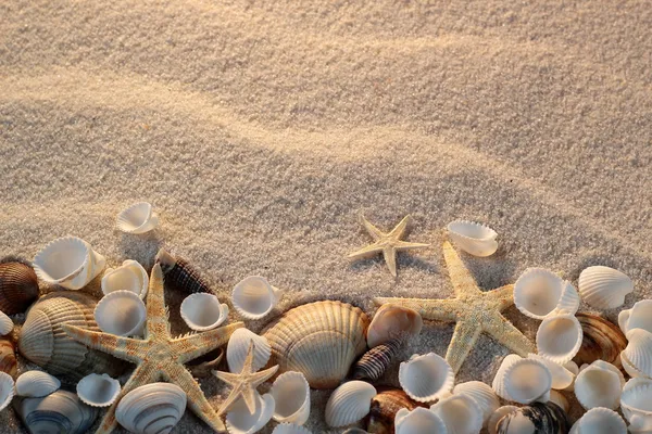 Plage avec étoiles de mer et coquillages, carte postale vacances — Photo