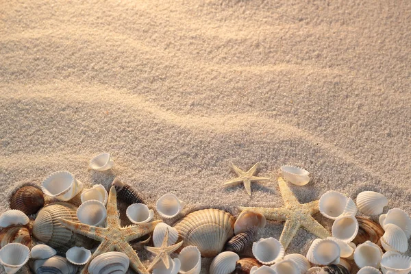 Plage avec étoiles de mer et coquillages, carte postale vacances — Photo
