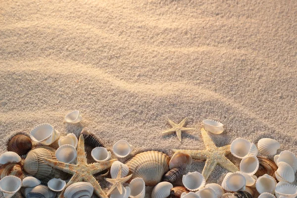 Beach with starfish and seashells, vacation postcard — Stock Photo, Image