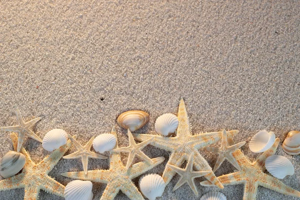 Beach with starfish and seashells, vacation postcard — Stock Photo, Image