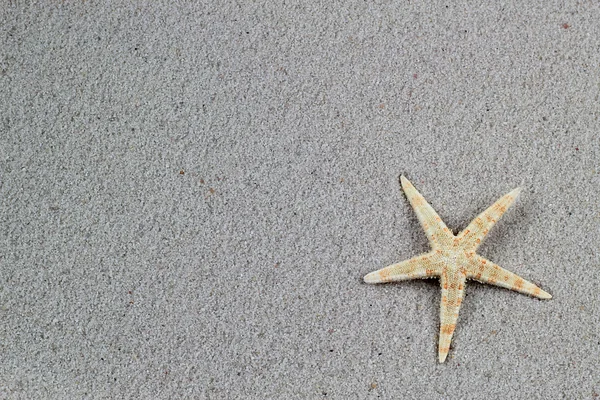 Hermosa estrella de mar en la playa — Foto de Stock