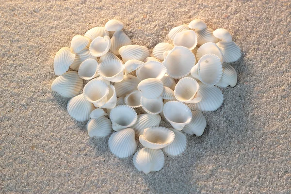 Srdce z mořské skořápky leží na pozadí písek letní beach — Stock fotografie