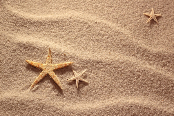 Sea shells with sand as background