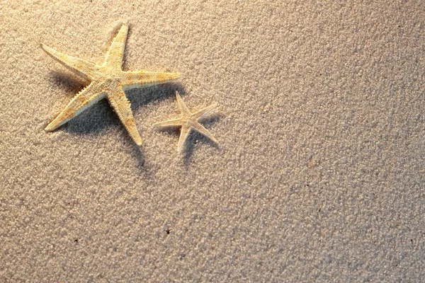 Starfish in the beach sand - copy space — Stock Photo, Image