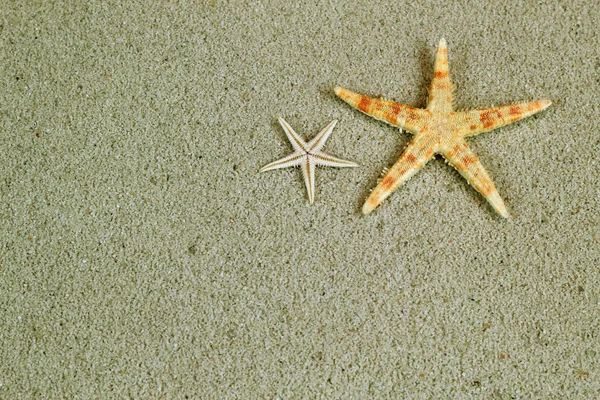 Starfish in the beach sand with copy space, postcard concept — Stock Photo, Image