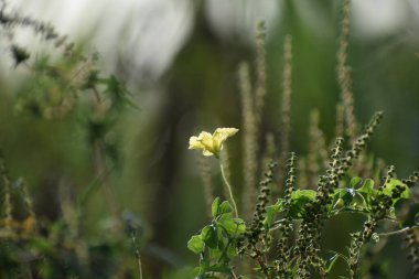 Bataklıktaki kır çiçekleri kavun asmasından.
