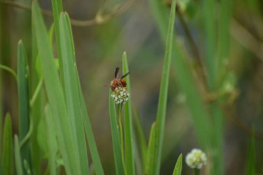 Eşek arısının doğal arka plandaki çiçeğe oturduğu yakın plan fotoğrafı.