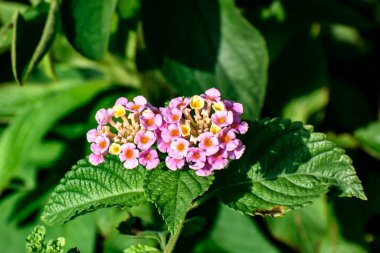 Everglades 'teki pembe ve sarı kır çiçeğinin üzerindeki karınca.