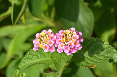 Everglades 'teki pembe ve sarı kır çiçeğinin üzerindeki karınca.