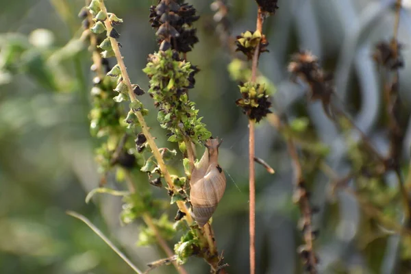 Everglades Ulusal Park Bataklığı 'nda yabani otlara tırmanan salyangoz.