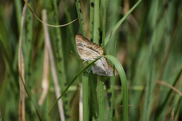 佛罗里达沼泽地的白色孔雀蝴蝶 — 图库照片