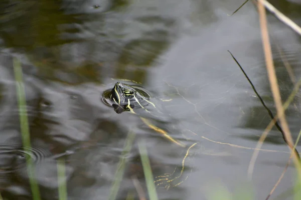 Florida Red Bellied Cooter Florida Redbelly Turtle Species Turtle Family — Stockfoto