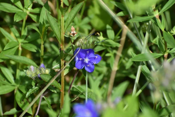 Hydrolea Ovata Aka Ovate False Fiddleleaf Blue Waterleaf — Foto de Stock