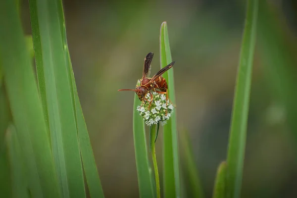 Guêpe Sur Les Plantes Marécageuses Dans Sud Est Floride — Photo