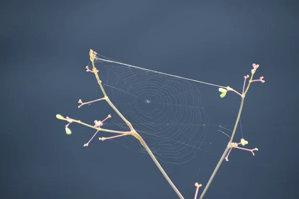 Delicada Teia Aranha Uma Pequena Flor Rio — Fotografia de Stock