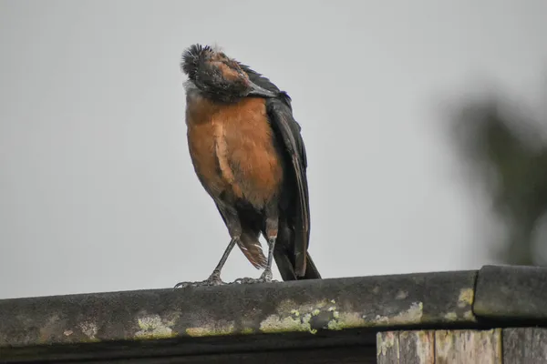 在佛罗里达沼泽地的一个休息站 一只普通的发牢骚的小鸟栖息在栏杆上 — 图库照片