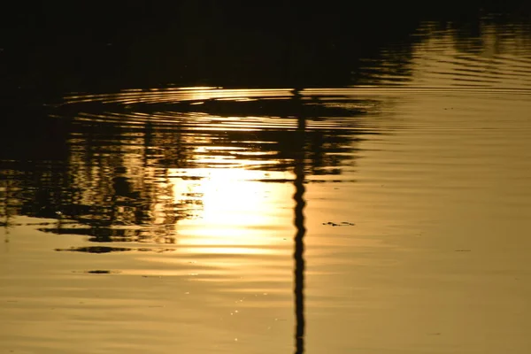 Sunrise South Florida Swamp Cloudy Day — Stock Photo, Image