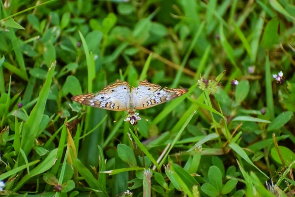 White Peacock Butterfly Florida Everglades — Stock Photo, Image