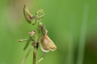 Yağmurda sarı bir çiçekte sürünen karınca.