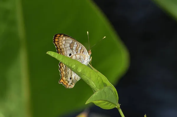 Farfalla Pavone Bianco Nelle Everglades Della Florida — Foto Stock