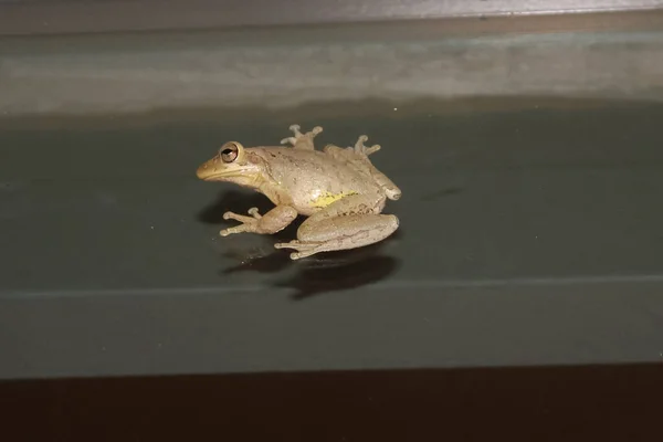 Osteopilus Septentrionalis Aka Cuban Tree Frog — 图库照片