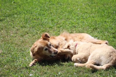 Anne ve köpek arka bahçenin çimlerinde güreşiyor..