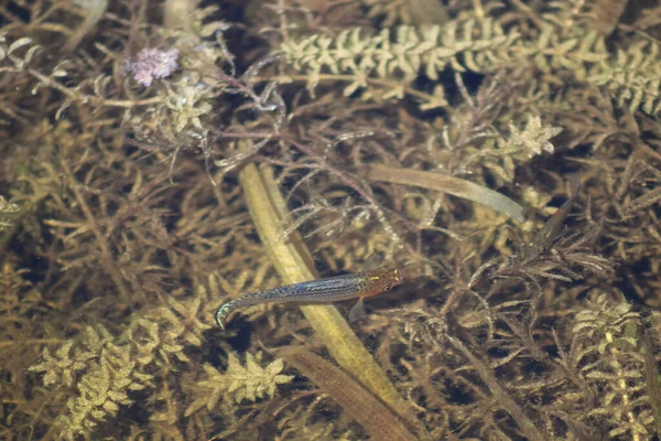 湿地帯の川では若い淡水魚 — ストック写真