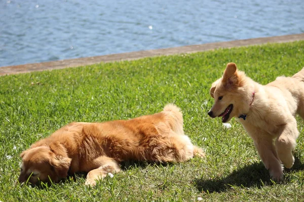 Puppy Και Μαμά Παλεύουν Στο Γρασίδι Της Πίσω Αυλής — Φωτογραφία Αρχείου