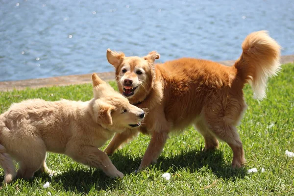 Cachorro Mamá Luchan Hierba Del Patio Trasero — Foto de Stock