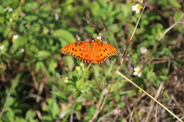 Mariposa Naranja Planta Verde Sur Florida — Foto de Stock