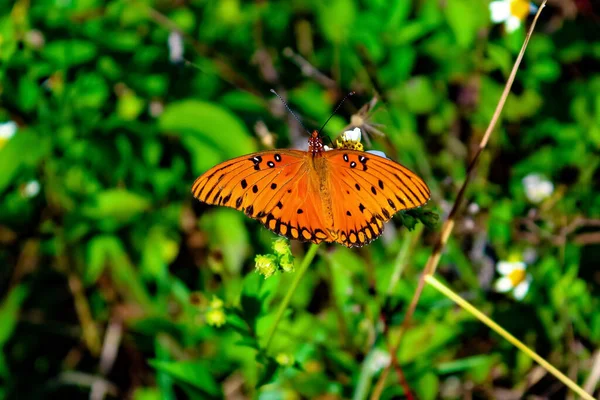 Πορτοκαλί Πεταλούδα Στο Πράσινο Φυτό Στη Νότια Φλόριντα — Φωτογραφία Αρχείου