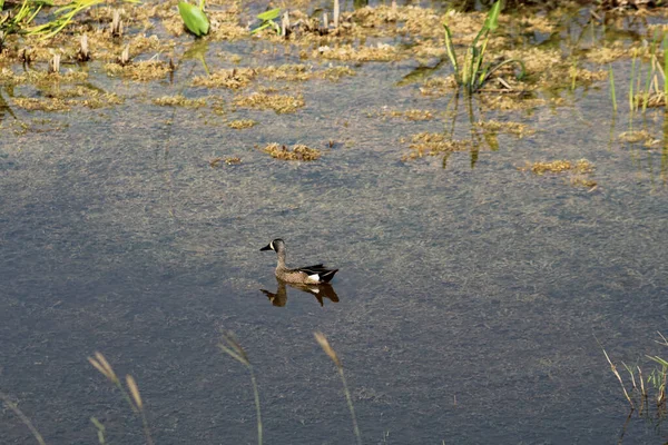 Eenden Het Florida Moeras — Stockfoto