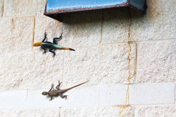 Duvara Tırmanan Renkli Agama — Stok fotoğraf