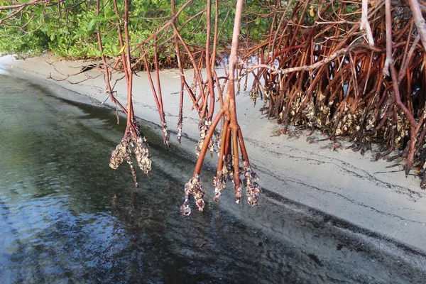 Mangrove Fák Kitett Gyökerei — Stock Fotó