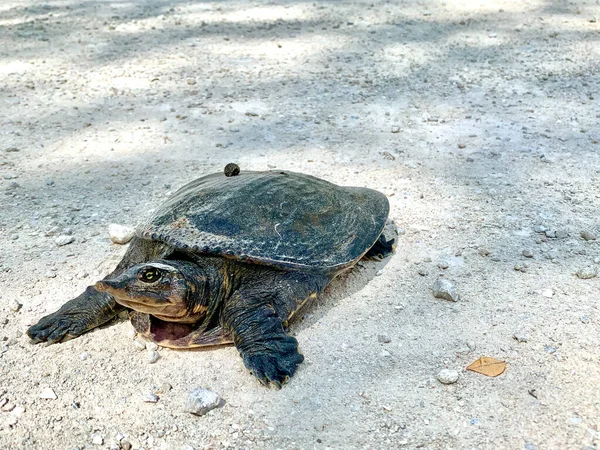Sköldpadda Korsar Vägen Everglades — Stockfoto