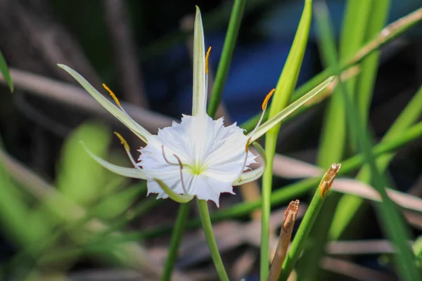 Весна Паукообразно Белый Полевой Цветок Болоте Лицензионные Стоковые Фото