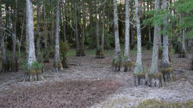 Kuru bir nehir yatağını sulak bir arazide sarmak