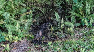 Kurtçuklar ölü bir timsahın vücudunu yiyor.