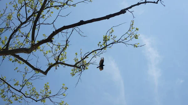 Oiseau Proie Dans Arbre Des Everglades — Photo