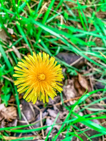 Jasny Szczęśliwy Żółty Kwiat Łące — Zdjęcie stockowe