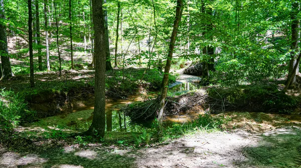 Bayou Bartholomew Látható Erdőn Keresztül Cane Creek Nemzeti Park — Stock Fotó