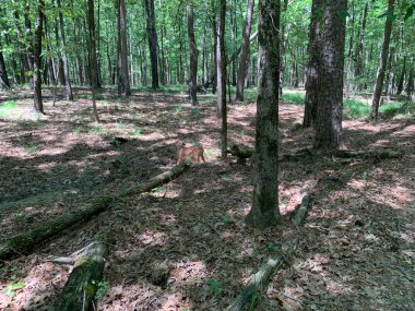 Bayou Bartholomew, Cane Creek Parkı 'ndaki ağaçların arasından görülüyor.