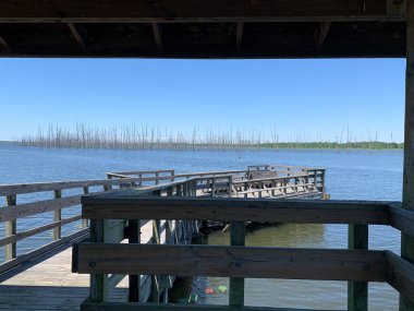 Arkansas 'taki Cane Creek Gölü' nde ölü selvi ağaçları