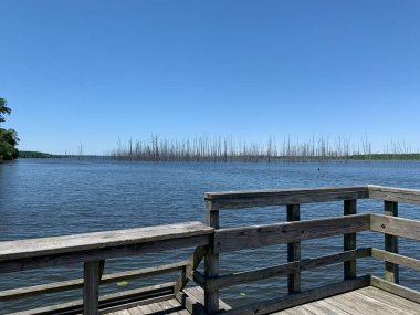 Arkansas 'taki Cane Creek Gölü' nde ölü selvi ağaçları