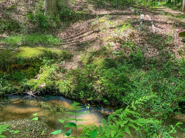 Bayou Bartholomew Visible Través Bosques Cane Creek State Park — Foto de Stock