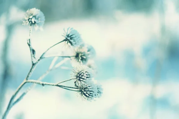 Suché bodláčí pokryté mrazem na pozadí modrého sněhu. Přírodní pozadí — Stock fotografie