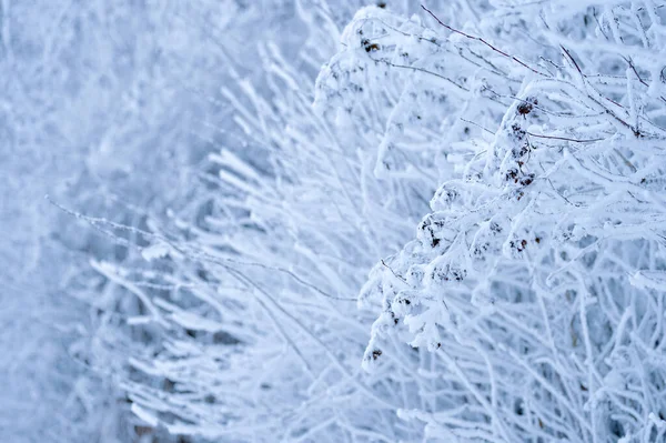 Ein Zweig mit Trauben von Fruchtsamen, die mit Frost bedeckt sind, vor einem verschwommenen Hintergrund aus schneebedeckten Sträuchern. Hintergrund — Stockfoto