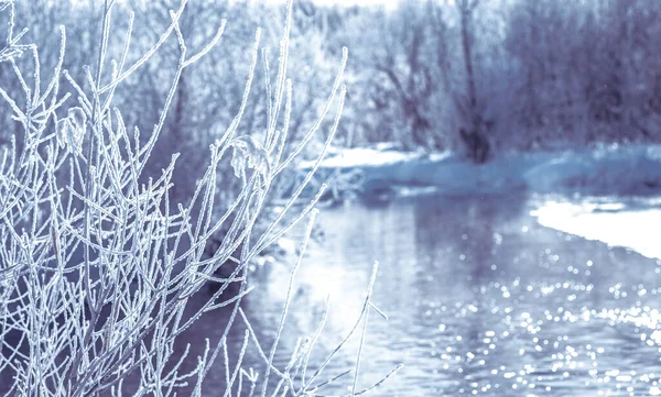 Winter landscape of the river on a sunny day with the branches of a shrub covered with frost in the foreground. Background — Stock Photo, Image